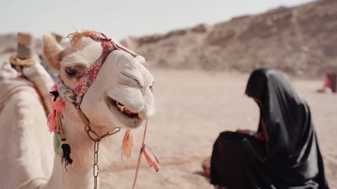 When Camels Pray #animals #funny #comedy