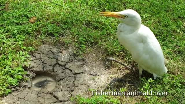 Confronting a bird and a fish