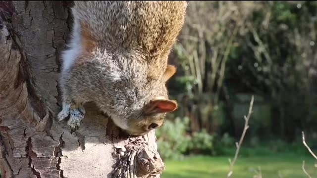 CUTE Squirrel eating