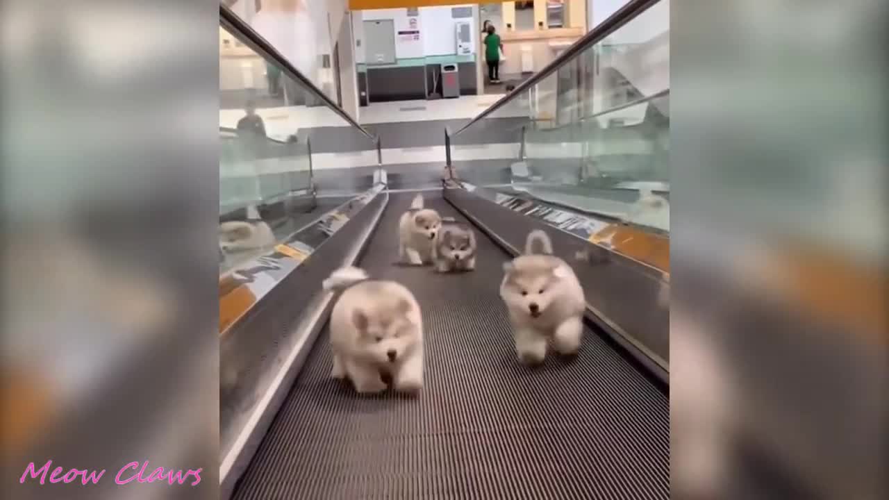 PK Baby Alaskan Malamute Cutest and Funniest Moments