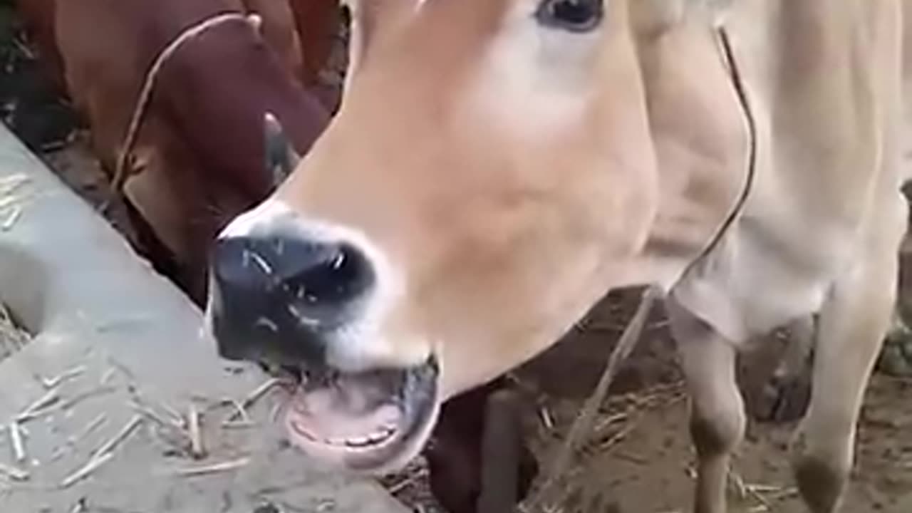 funny animal