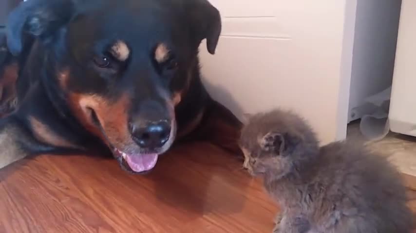 Rottweiler and kitten become friends.