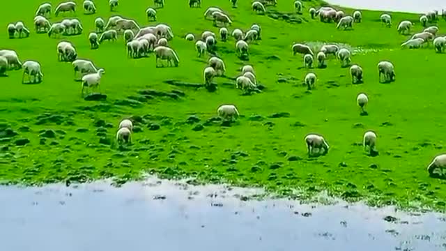 Green grassland, picturesque, here the sheep carefree