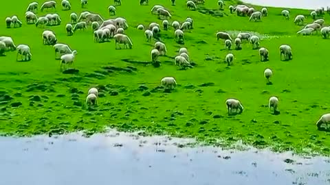 Green grassland, picturesque, here the sheep carefree