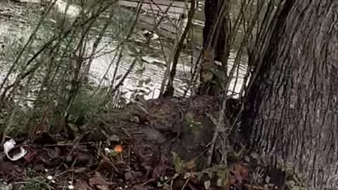 Hurricane Debby Floods Graveyard