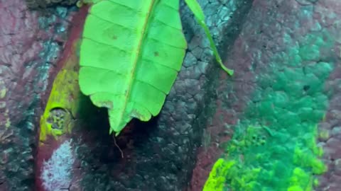 Female and male leaf bug