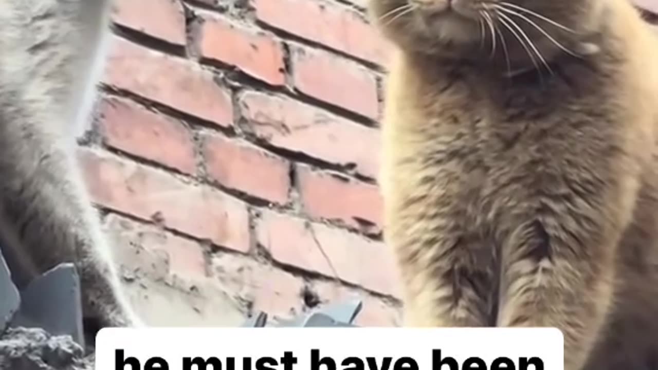 When Cattos meet the Alpha Catto