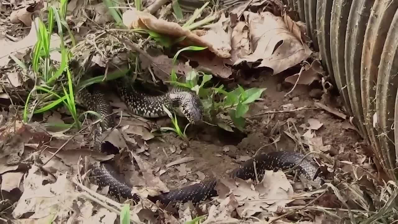 This is how Turtles defends themselves against snakes