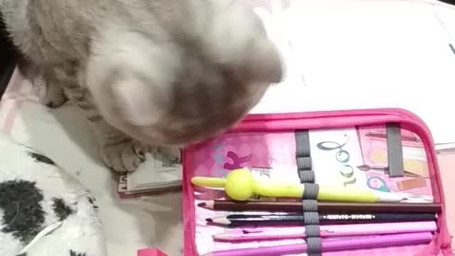 Cat vs rabbit pen