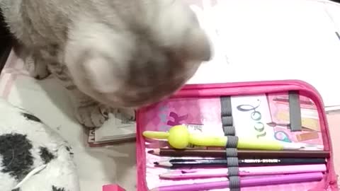 Cat vs rabbit pen