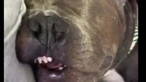 Cute sleeping dog too relaxed!