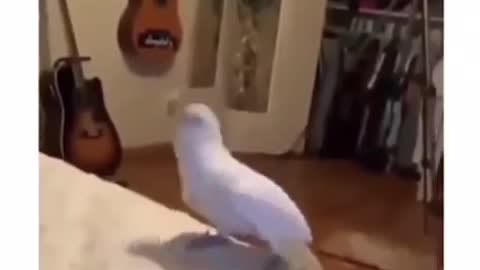 Dancing parrots