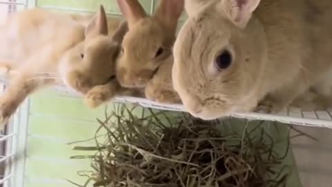 Amazing Video of Bunny Rabbit 2022