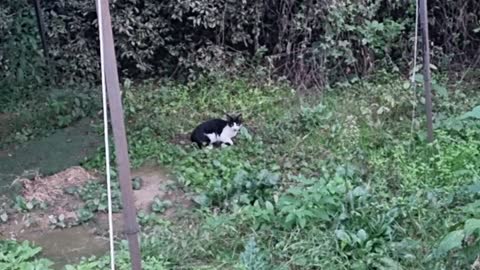 stray cat eating