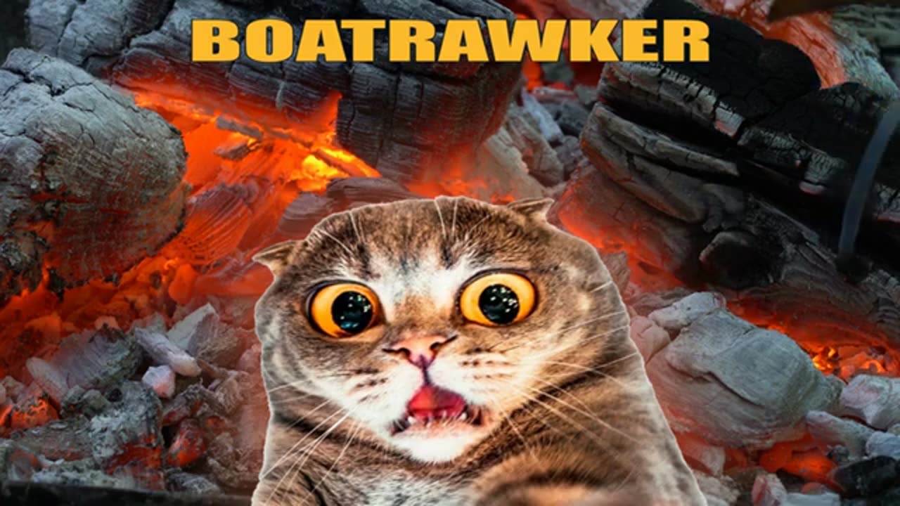 STRAY CAT MUNCH😛The Boatrawker