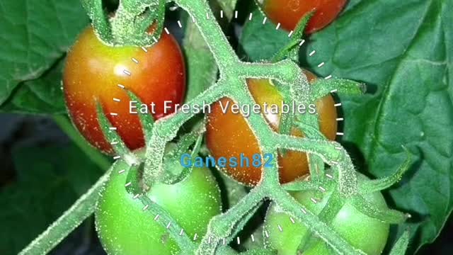 EAT FRESH VEGETABLES