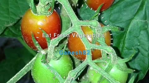 EAT FRESH VEGETABLES