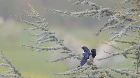 Most beautiful bird - never ever seen ❤️❤️