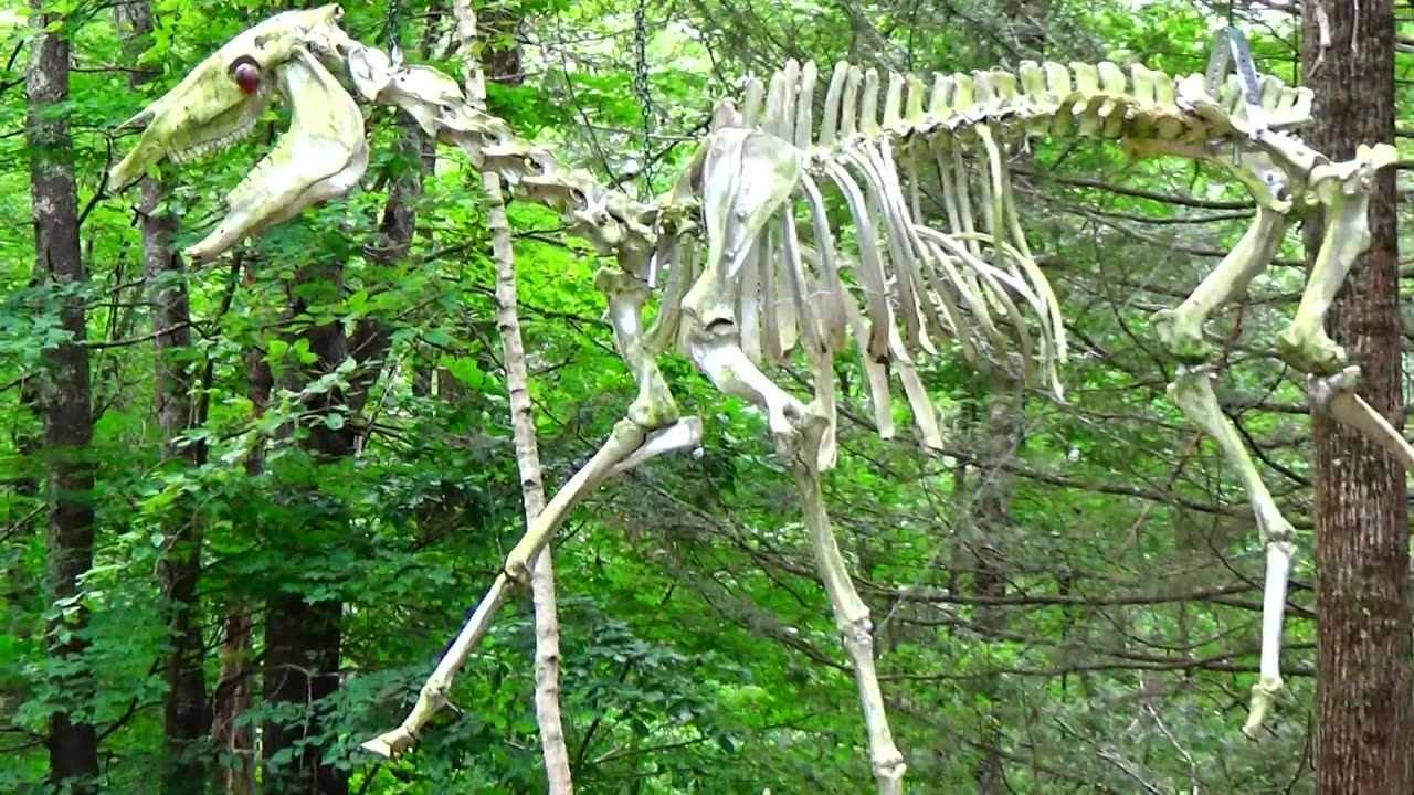 Horse Skeleton