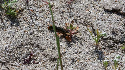 Desert Superbloom caterpillars