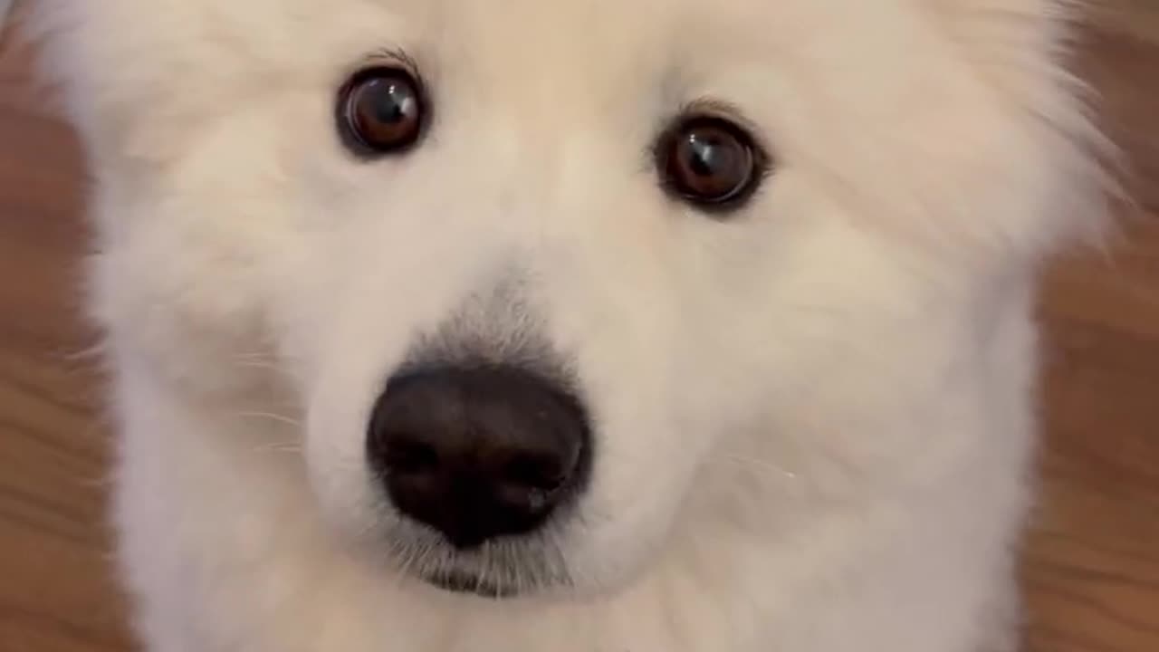 Cute dog video 🐕🐕🐕