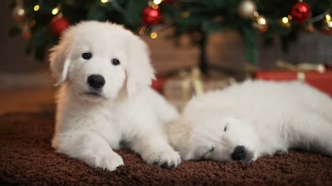 Beautiful white dog puppies sleeping under the Christmas tree