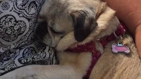 Pug puppy in red collar is sleeping next to owner