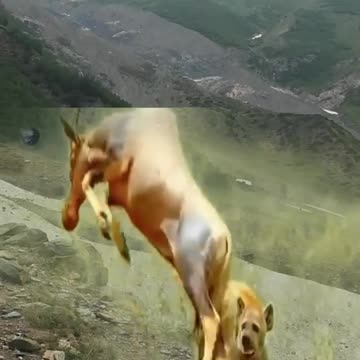How Brown Wild Goat Live With Strong Hyena
