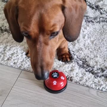Adorable dachshund rings bell