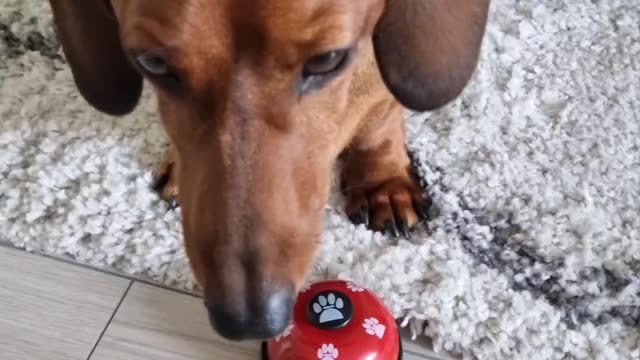 Adorable dachshund rings bell