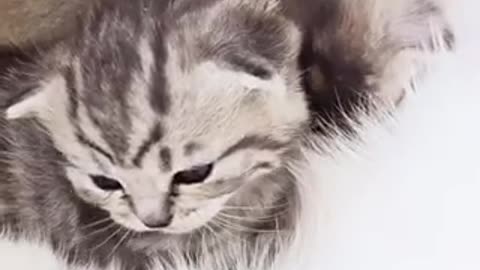 Cute cat 🐈 trending video