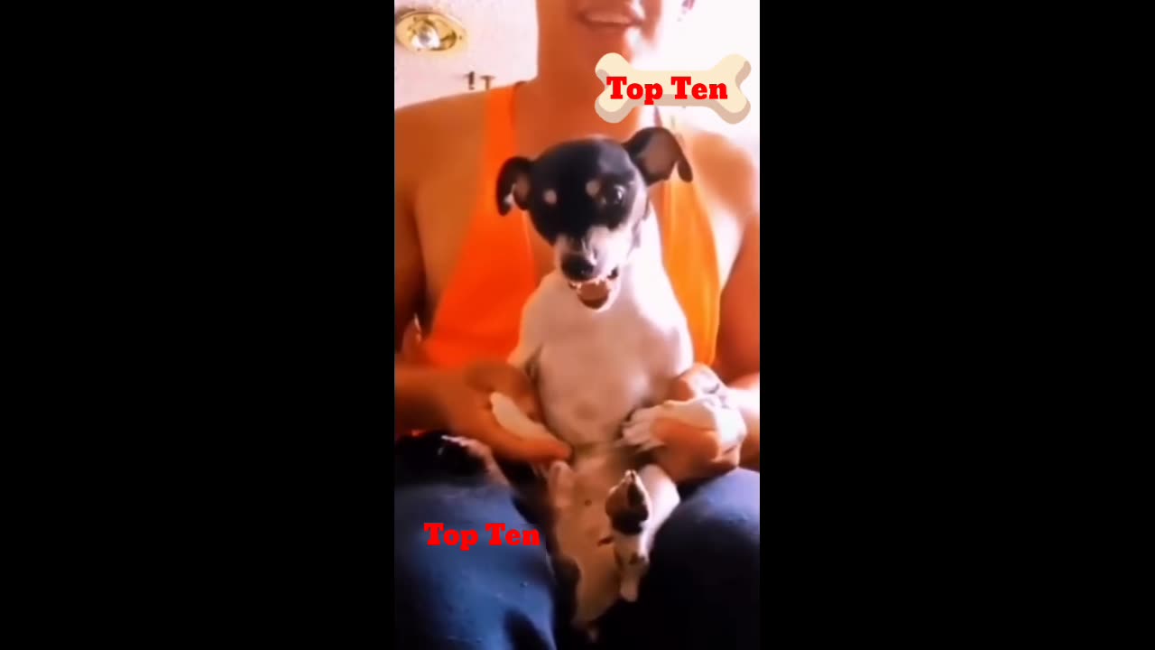 Funny pets makeing everyone laugh