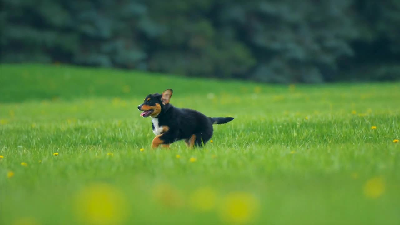 Cute Puppy Running And Playing Baby Dog