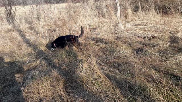 Pupparoo in the Field
