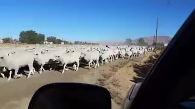 The Top, funniest video in the world