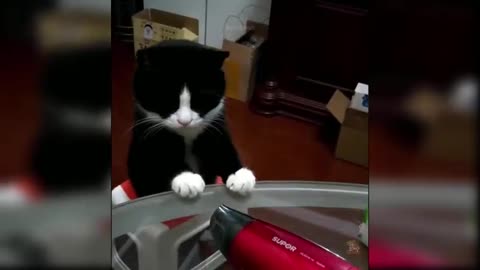 Cat funny video