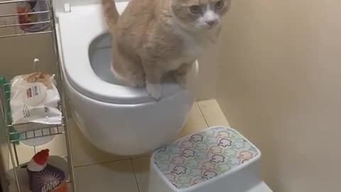 Cats are sitting murmuring on the toilet