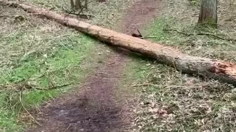 Nature & dogs
