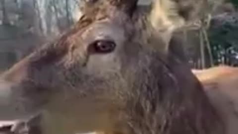 Handsome deer.