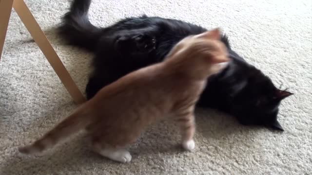 Epic cat fighting 2022