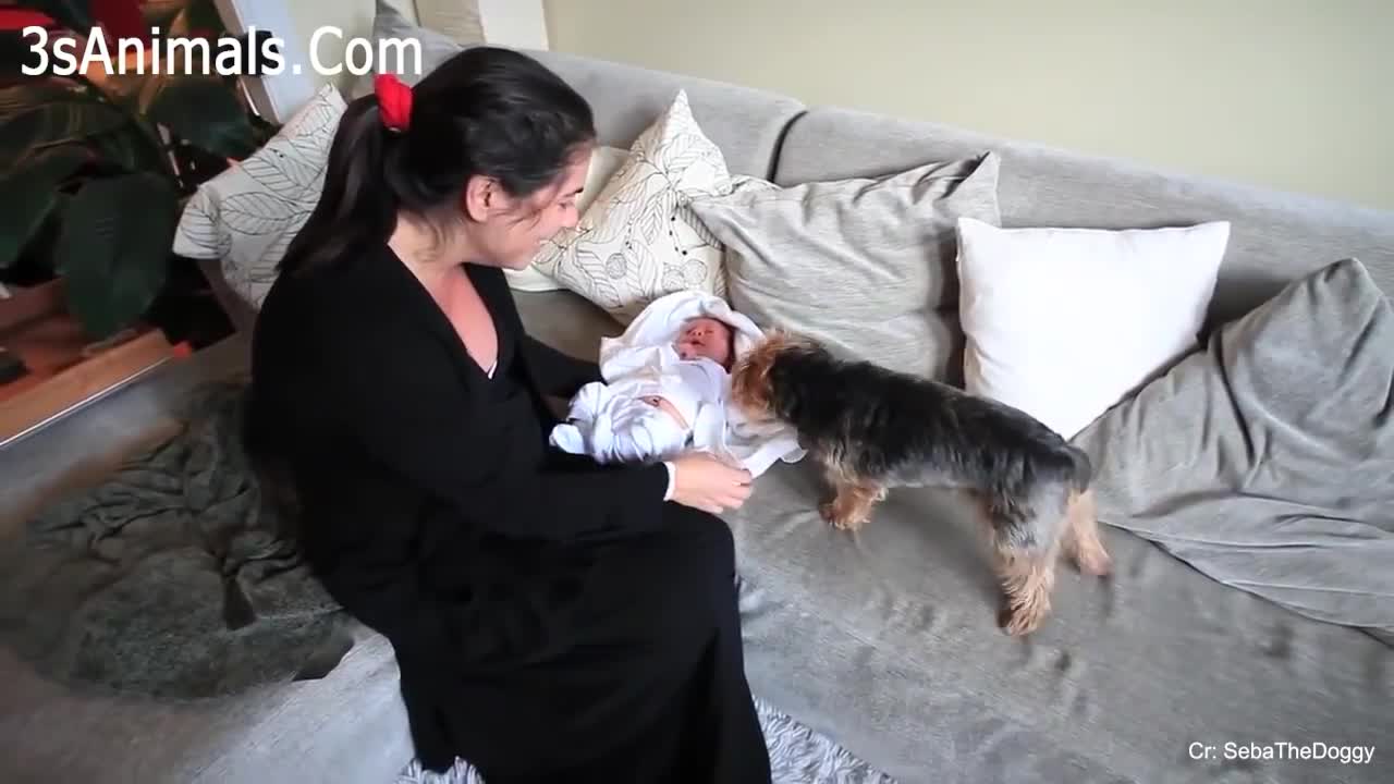 must watch| amazing dogs react when there owners need them