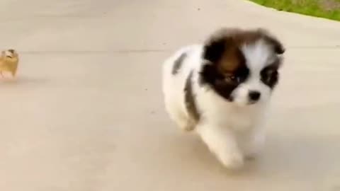 Short legs run very fast