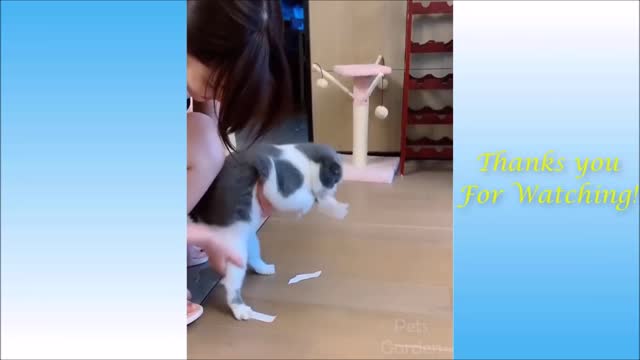 Funny and Cute Cat's and Owners Videos