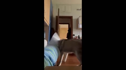 fun cats video_fun videos