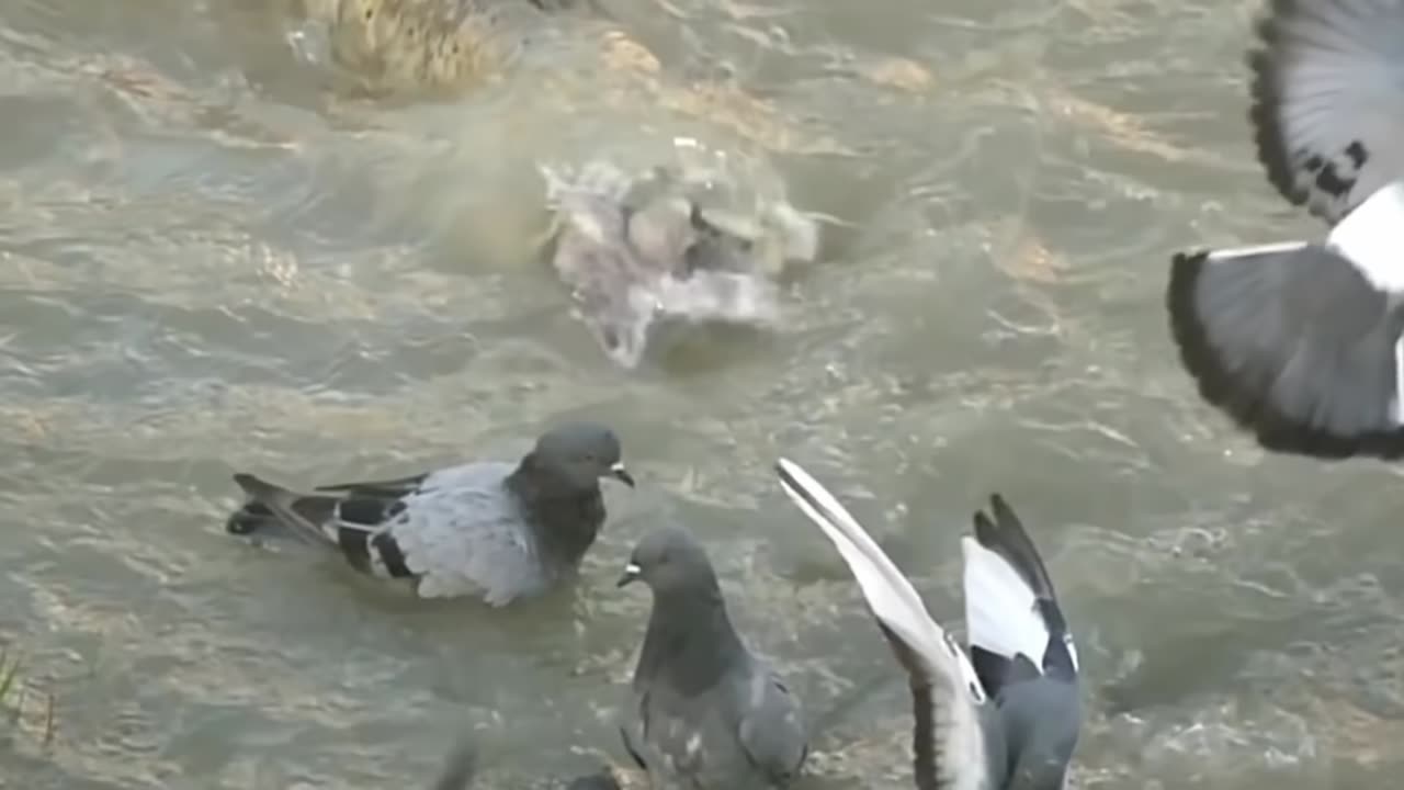 This Fish Is Hunting Birds