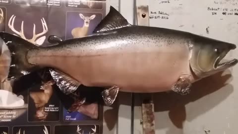 How to Paint a King Salmon