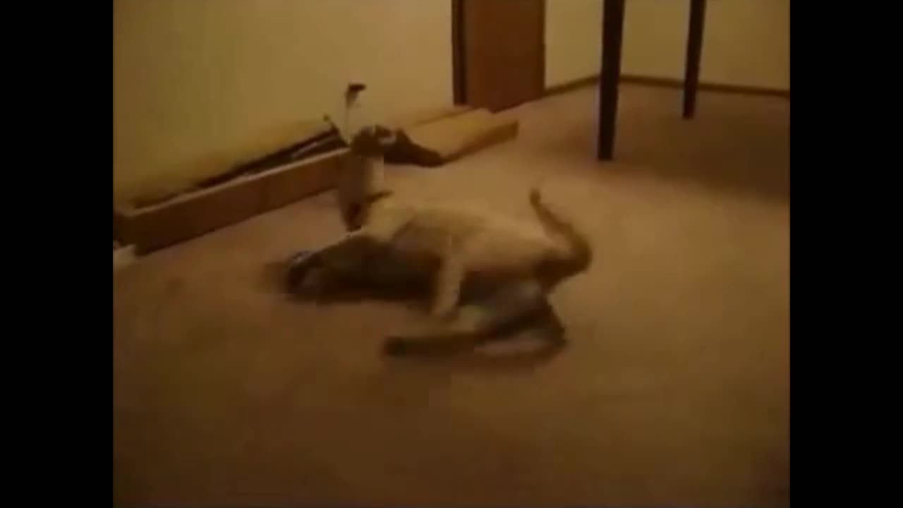 Funny Dog watching a Dream and Doing Funny act