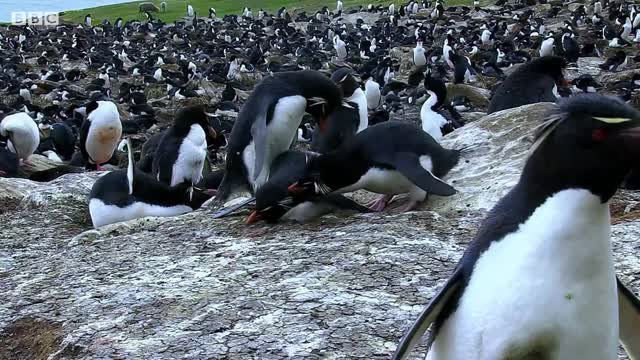 Penguins Kidnapping Other Young Chicks | BBC Earth