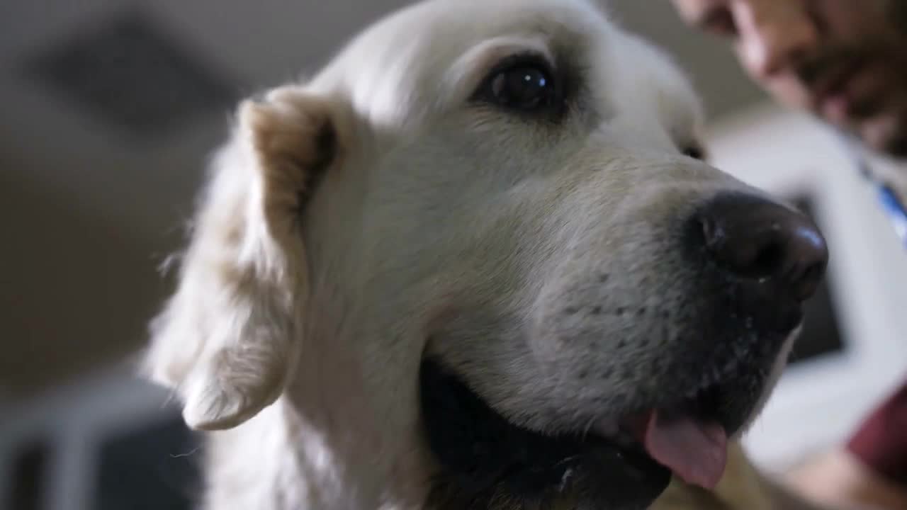 Close-up vet doctor in examination gloves listening to labrador dog's