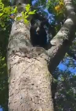 dog-attack-black-panther-on-the-tree-shorts-2022